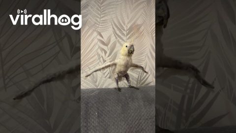 Cockatoo Stretches His Wings || ViralHog