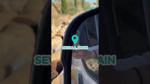 Masses of Sheep cause huge Traffic Jam || ViralHog
