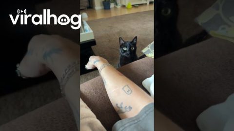 Spicy Void Cat Pounces || ViralHog