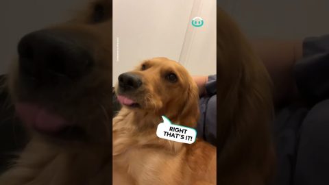 Dog Smiles As Stroked || ViralHog