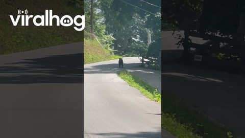 Woman Encounters Black Bear on the Road || ViralHog