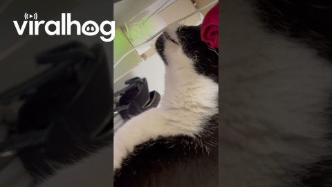 Cat's Wired Breakfast || ViralHog