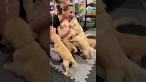 Puppies Reunite With Delivery Nurse || ViralHog