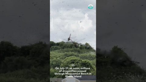 Thousands Of Dragonflies Swarm Beach || ViralHog