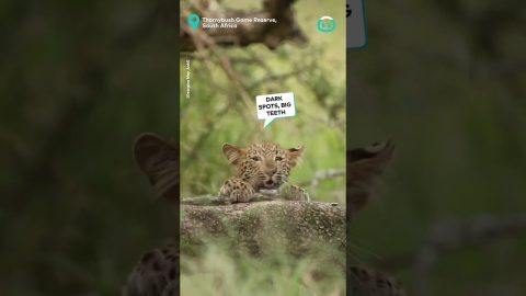 Leopard Climbs Fallen Branch In Game Reserve || ViralHog
