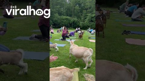 Goat Parade Delights Crowd || ViralHog