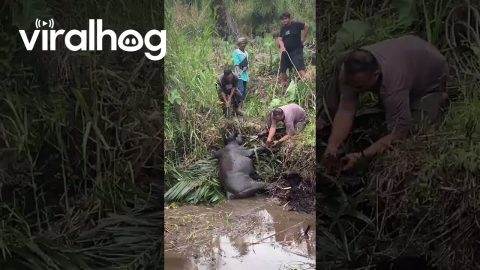 Unfortunate Cow Meets Good People || ViralHog
