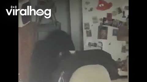 Bear In Kitchen Eats All The Snacks || ViralHog