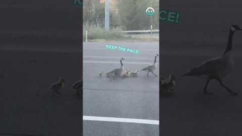 Geese Walk Chicks Across Freeway || ViralHog