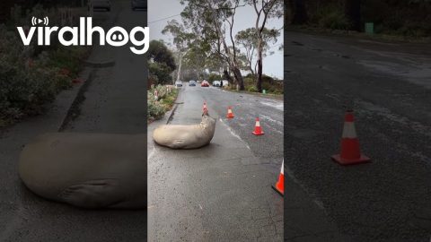Neil The Seal Doesn't Like Speeding Vehicles || ViralHog