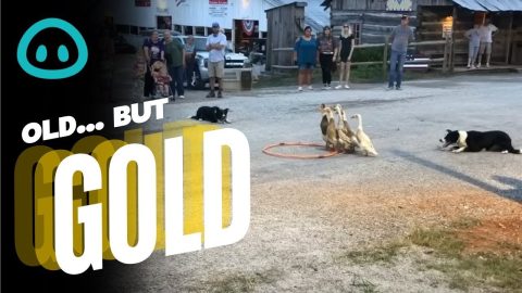 Clever Collies Round Up Duck Family || ViralHog