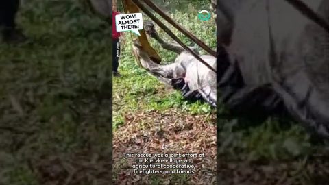 Machinery Used To Rescue Horse || ViralHog