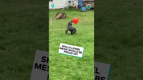 Dog Great At Herding Ball || ViralHog