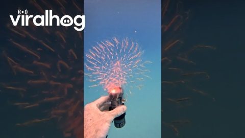 Strange Transparent Sea Creature || ViralHog