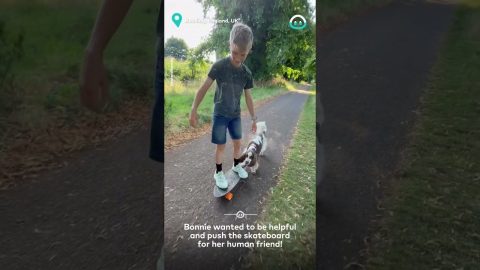 Dog Pushes Boy On Skateboard || ViralHog