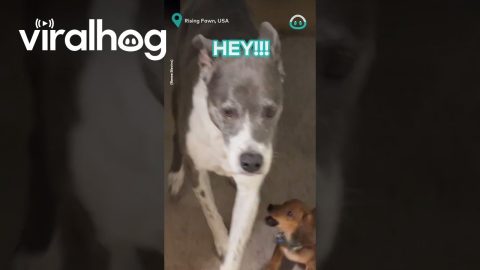 Tiny Dog Bullies Huge Dog || ViralHog