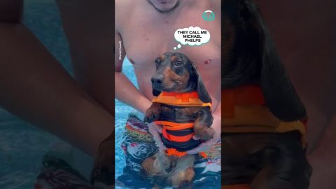 Practicing Doggie Paddle || ViralHog
