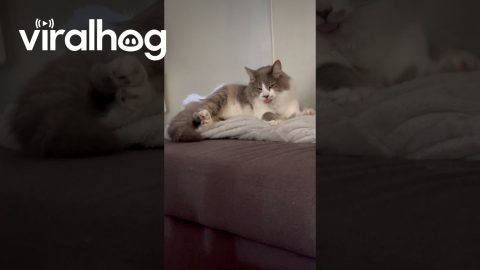 Rapid Kitty Tongue Bleps || ViralHog