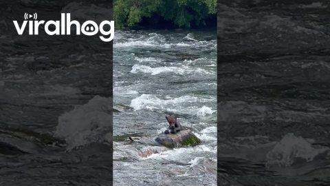 Bear Cubs Swim Against River's Current || ViralHog