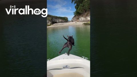 Dog Leaps Off Boat and Swims to Shore || ViralHog