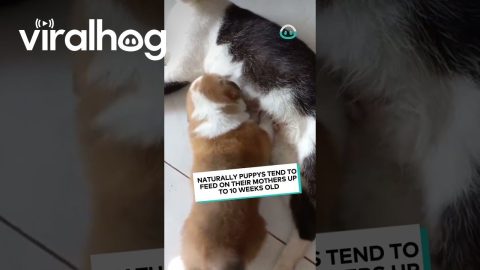 Orphan Pup Feeds on Cat || ViralHog