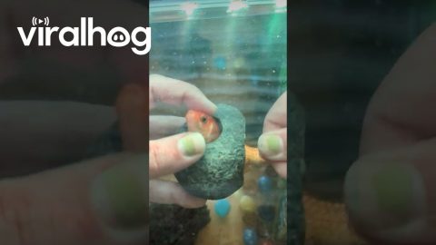 Goldfish Rescue || ViralHog
