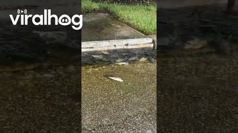 Hurricane Debby Leaves Fish Stranded || ViralHog