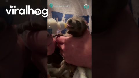 Bottle Feeding Baby Racoon || ViralHog