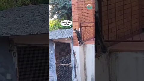 Cat Scales Building With Ease || ViralHog