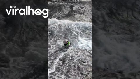 Little Dog Struggles Against the Waves || ViralHog