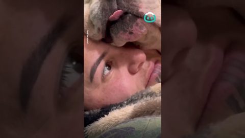 Giant Puppy Cuddles || ViralHog