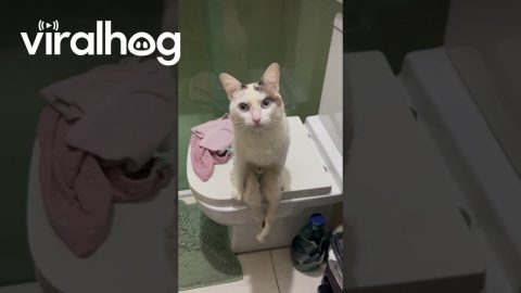 Paraplegic Cat Sits Like a Person || ViralHog