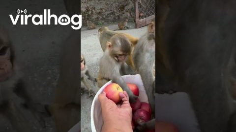 Feeding Wild Monkeys a Bucket of Apples || ViralHog