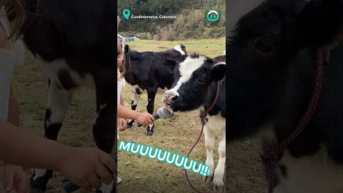 Cow Answers Interview Perfectly || ViralHog
