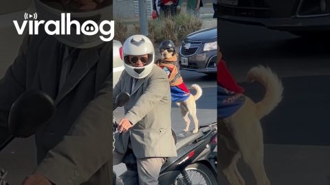 Pup Rides on Back of Motorcycle || ViralHog
