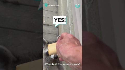 Adorable Raccoon Asks for Afternoon Snack || ViralHog
