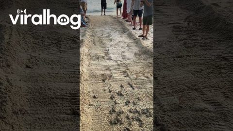 Baby Turtles Make Their Way to the Water || ViralHog