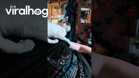 Cat Disregards Personal Space || ViralHog