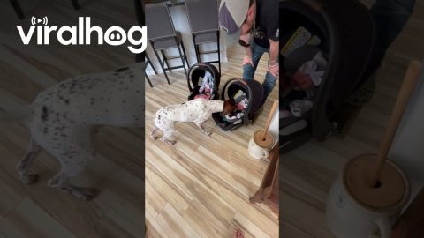 Dog Meets His New Twin Sisters || ViralHog