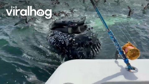 Humpback Whales Bubble Net Fish || ViralHog