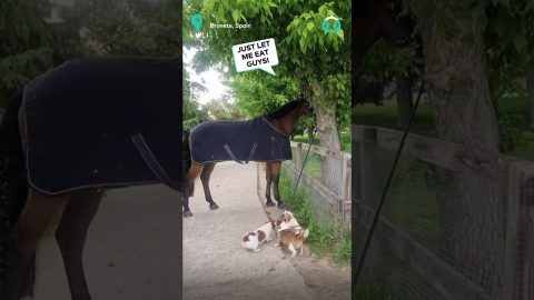 Walkies For A Horse... Courtesy Of Some Pups || ViralHog