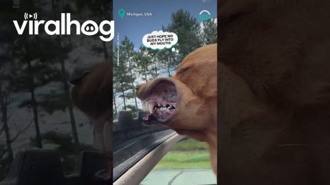 Dog Enjoys Head Out Sunroof || ViralHog