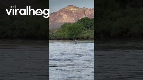 Wild Horse Walks in Arizona River || ViralHog