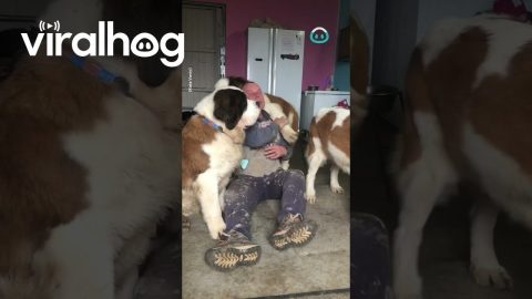 Huge Saint Bernards Pile onto Owner || ViralHog
