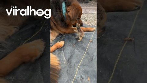 Prairie Dog and Pup Become Friends || ViralHog