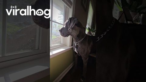 Great Dane Sits On Chair || ViralHog