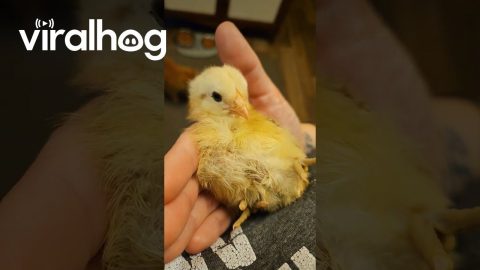 Sleepy Little Chick || ViralHog