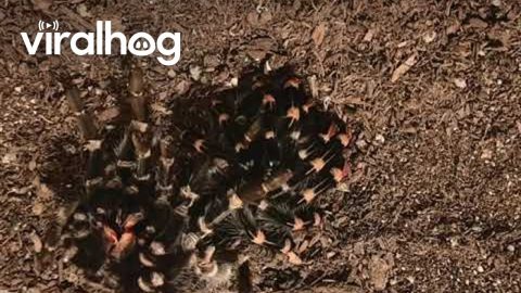 Mexican Flame Knee Tarantula Molting || ViralHog