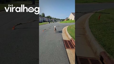 Smokey's Wide Load Stick Coming Through || ViralHog