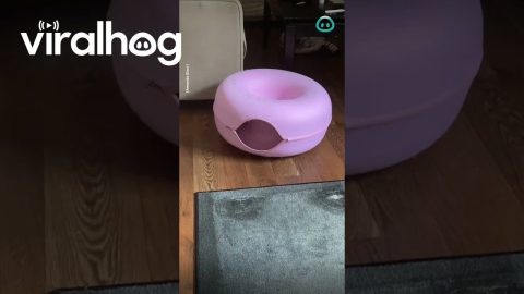 Puppy Stuck In Cat Toy || ViralHog